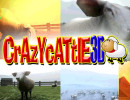 Crazy Cattle 3D